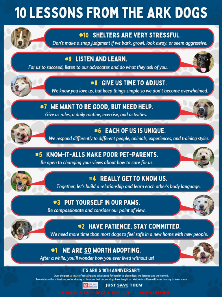 POSTER - 10 DOG LESSONS